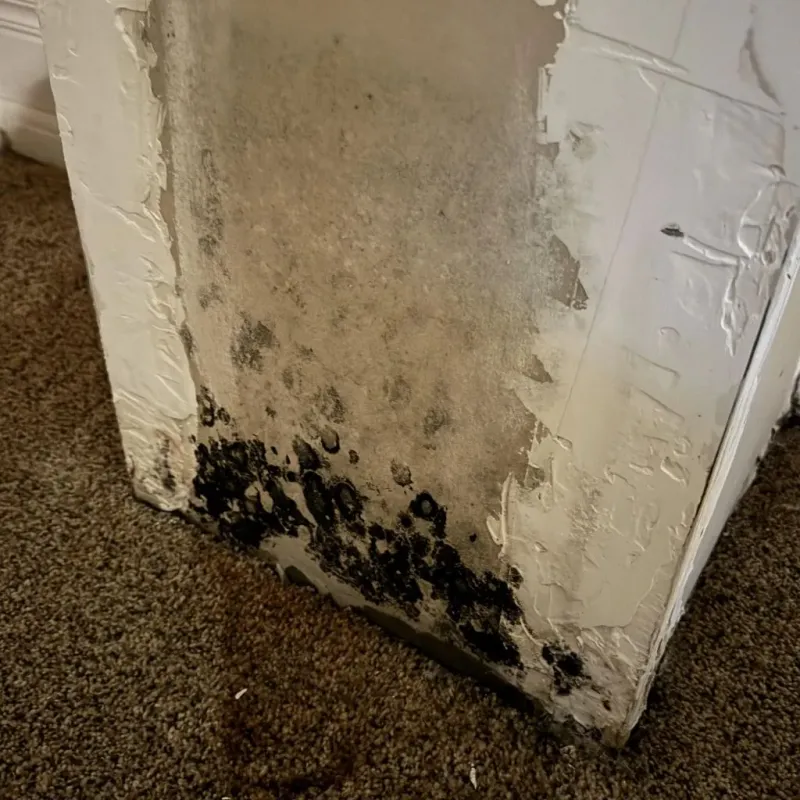 Professional Mold Removal in McMillin, WA